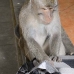 monkey_macaque_balinese_mf_ubud_v_1060_bal4778.jpg